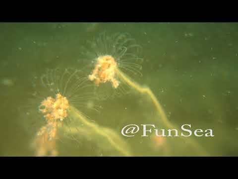 浜名湖のベニクダウミヒドラ