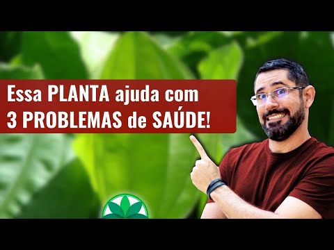 3 SOLUÇÕES COM A PLANTA CHAPÉU-DE-SOL