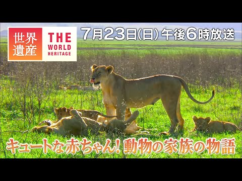 【TBS世界遺産】キュートな赤ちゃん！動物の家族の物語【7月23日午後6時放送】