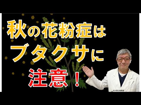 8月9月10月秋の花粉症は何？ブタクサ花粉症の特徴は？大久保公裕先生がやさしく解説