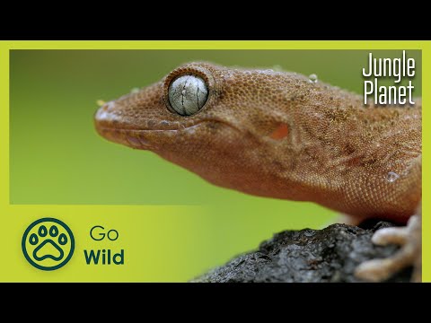 Jungles of the Ocean: Canary Islands' Laurel Forests | Jungle Planet 5/26 | Go Wild