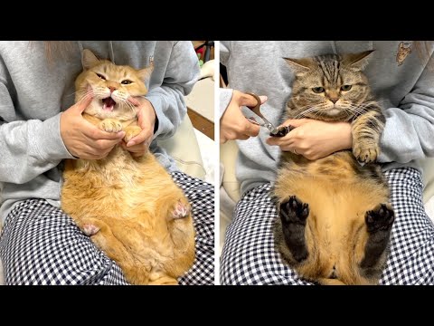 愛猫がふみふみするのが痛いので爪切りします！