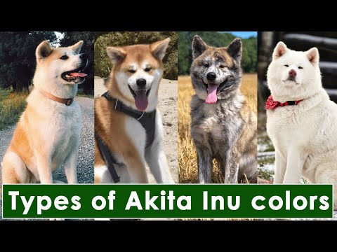 4 Types of Akita Inu colors and pattern | Akita inu types #akitadog