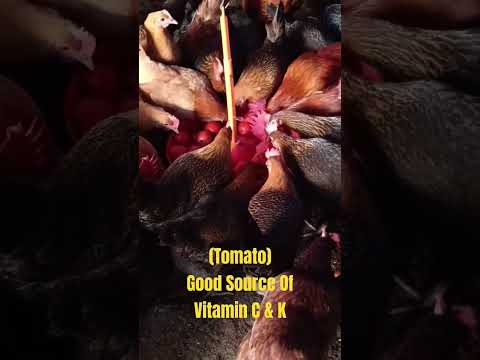 Good Source Of Vitamin C & K  For Chicken #youtubeshorts #chickenfeed #poultryfeed #hen