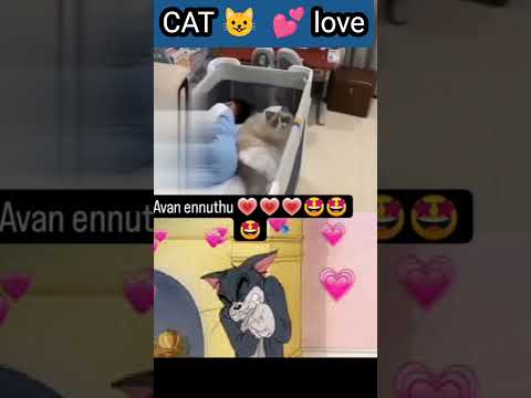 Cat 🐈 Love 💕 #tech_kurippugal