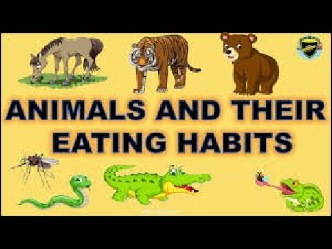 Animal Eating Habits