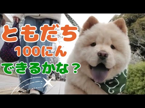 公園デビューしたチャウチャウの子犬の1日