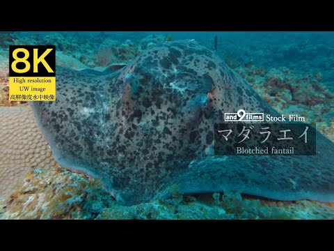 【8K 水中映像】マダラエイ / Blotched fantail / Taeniurops meyeni