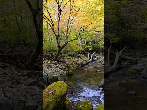 【癒し動画】熊本県南小国町　マゼノ溪谷　#松山千春 　#shorts