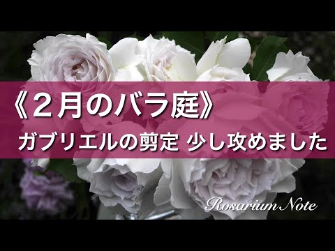 《２月のバラ庭》ガブリエルの剪定　少し攻めました