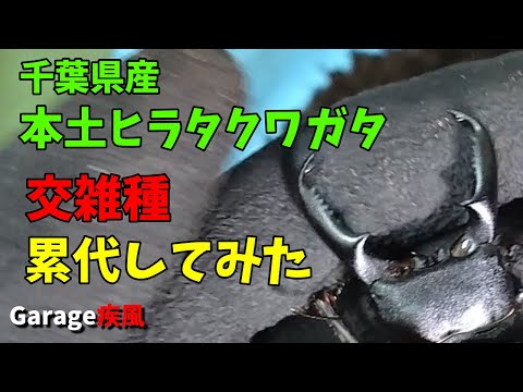 交雑疑惑　千葉県産ヒラタクワガタを累代してみた　#クワガタ