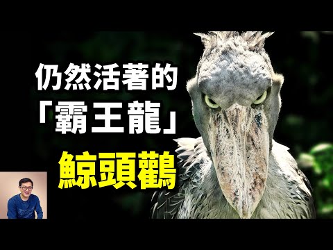 能斬殺巨蜥和鱷魚，捕獵技巧似老虎，世界上最像霸王龍的動物——鯨頭鸛【老肉雜談】#動物 #鳥 #鯨頭鸛 #非洲 #birds #野生動物