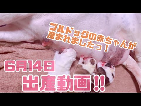 【ブルドッグ】出産動画！！元気な赤ちゃんが産まれましたっ！！