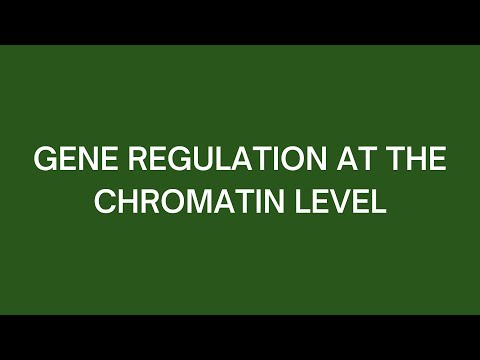 Gene Regulation at the Chromatin Level