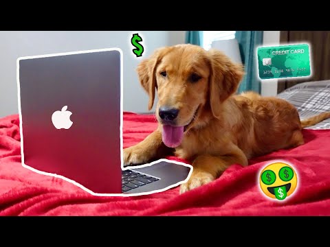 My Puppy Stole My Credit Card