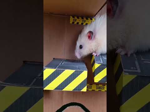 Hamster escapes the maze Part 3 #shorts