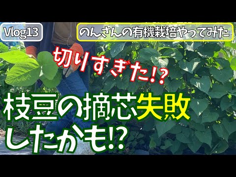 女ひとりで、はじめての有機栽培　自然栽培（無肥料・無農薬・耕さない・基本水やりなし　不耕起）枝豆の摘芯失敗したかも　 Vlog 13　 菌ちゃん農法、貸農園でやってみた