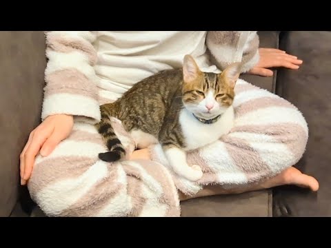 何度降ろしても膝に乗ってくる子猫がかわいい