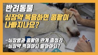 정말 심장약 복용하면 콩팥이 나빠지나요?!(심장과 콩팥의 관계) [우리동네수의사]