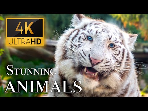 Stunning Animals in 4K - Animals Around The World With Real Nature Sounds