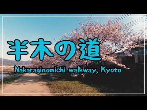 【3min Kyoto】3分で巡る「春の半木の道」~Nakaraginomichi-walkway, Kyoto Japan~