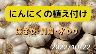 国産のホワイト六片のニンニクの皮はそのままで植え付けた深さは8ｃで間隔は15ｃです水やりをして終了！