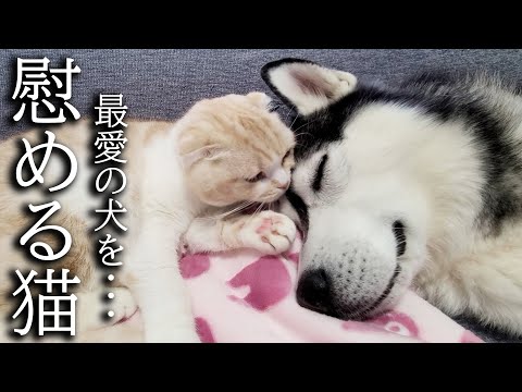 落ち込んだ犬を猫が慰めるとこうなります...