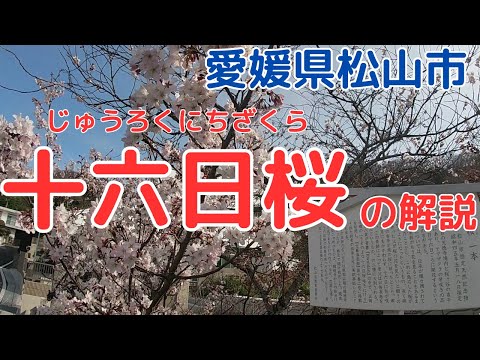 【松山市】うそのような奇跡の桜を知っていますか？正月１６日に咲く【十六日桜】[16th cherry blossom] Matsuyama JAPAN.