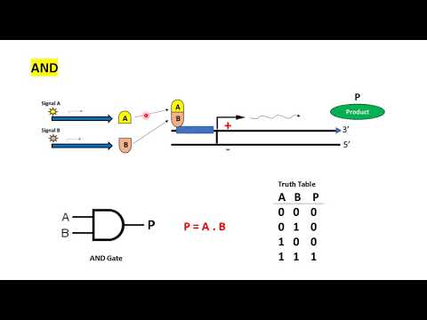 (G7) Some Logic Gates in Gene Circuits, Oscillating Genes,  and Feed Forward Loops.