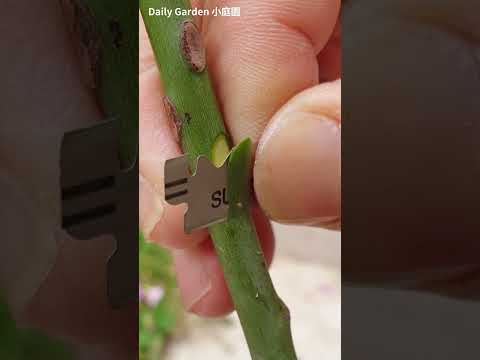 Rose Grafting-Side grafting