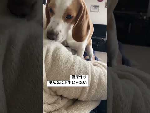 寝床作りをするビーグル犬…そんなに上手じゃない#ビーグル #ビーグル犬#beagle#shorts