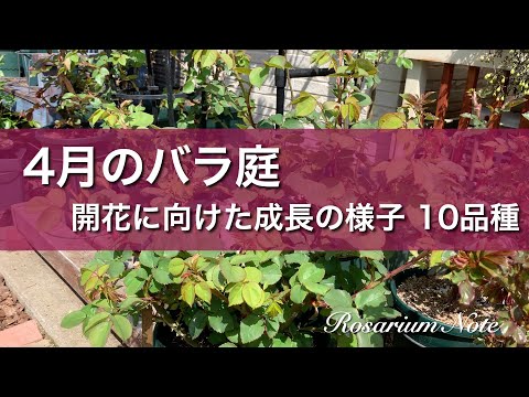 《４月のバラ庭》開花に向けた成長の様子10品