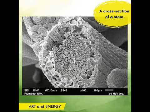 Taking inspiration from mosses using an electron microscope 2023