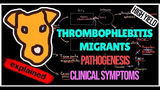 Thrombophlebitis migrants (Trousseau syndrome) Pathogenesis. Symptoms. Treatment.