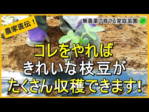 【枝豆栽培】カメムシ対策はコレで決まり！きれいな実を2倍収穫するコツ【有機農家直伝！無農薬で育てる家庭菜園】　24/5/9