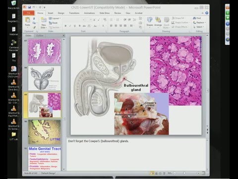 Medical School Pathology 2012 Session 061 Lower Urinary Tract Lab and Male Genital Tract.mp4