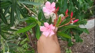 colourfull flowers