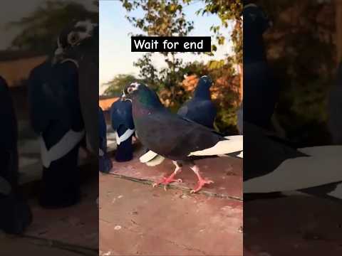 Kale panjabi kabutar 😱 #pigeon #shorts #shortvideo #viralvideo