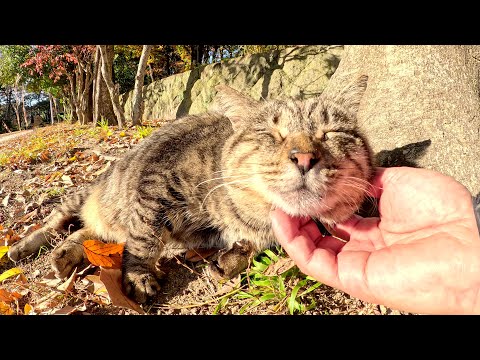 A fat cat and a slim cat sunbathe on fallen leaves