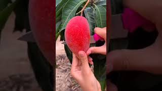 PARTHENOCARPIC MANGO VARIETY : SINDHU || SEEDLESS MANGO || PARTHENOCARPY IN MANGO || MANGO Faming🍋🍂