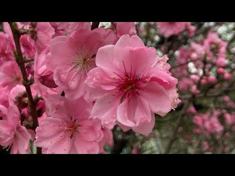 JapAnne life and adventure is live!cherry blossom