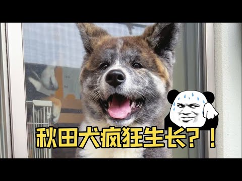 😂小秋田一個月竟然能長這麽大！？