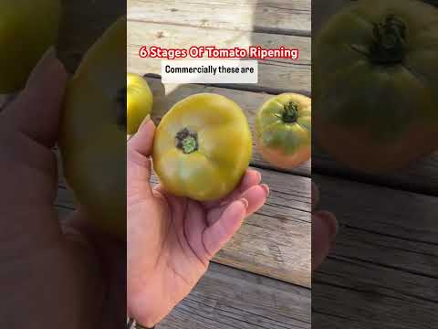 Tomato Ripening Stages! Harvest at Stage 2! #SeptemberonShorts!