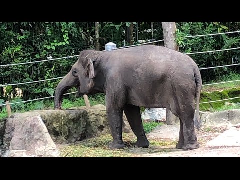 Singapore Zoo