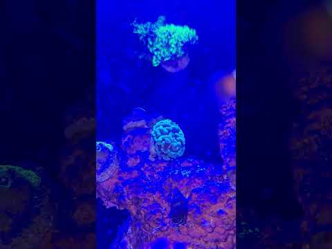 #reef #reefkeeping #picoreef #reeffish #coral #coralreef