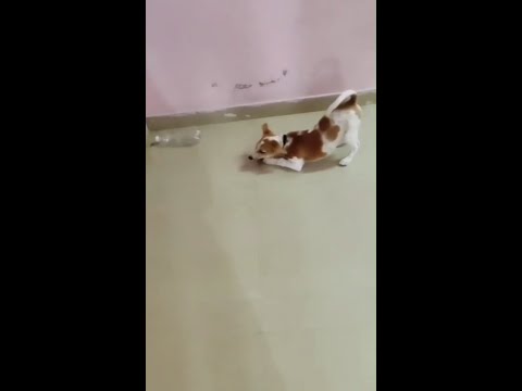 Rocket Cute Dog playing With Almond And Fight With Fly #pets #dog #jerry #trending #viral #shorts