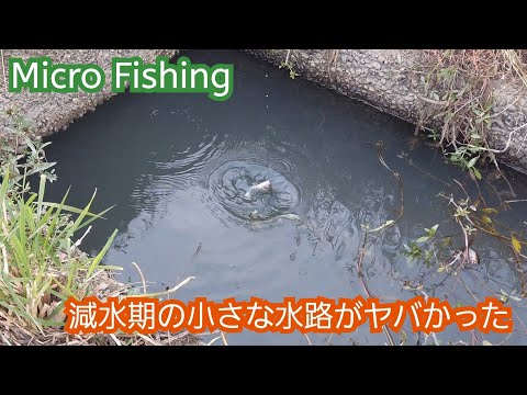 【Micro Fishing】小さな水路のポテンシャル恐るべし！