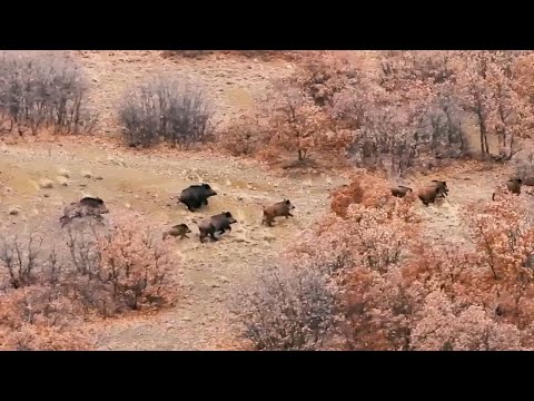 STRONG WILD BOAR HUNTS - ÇELİK YELEK GİYMİŞ DOMUZLAR - CHASSE AU SANGLIER