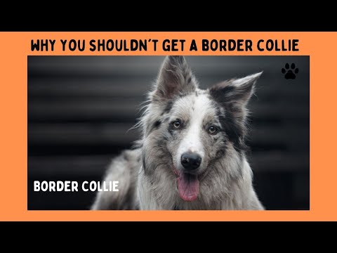 BORDER COLLIE! 5 Reasons You SHOULD NOT GET A BORDER COLLIE!