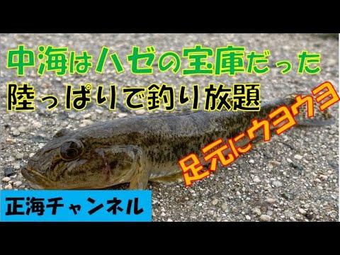 中海はハゼの宝庫だった　陸っぱりで釣り放題